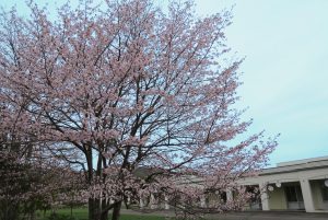 敷地内の桜