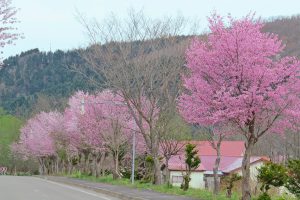 桜並木