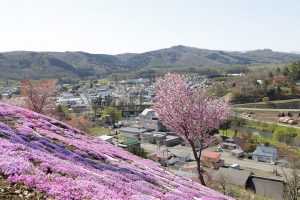 今日の芝ざくら滝上公園