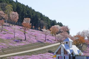 今日の芝ざくら滝上公園
