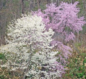 コブシと桜